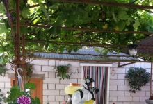 deratizare profesionala Otelu rosu Servicii Deratizare Otelu Rosu - Cristal Gesmina