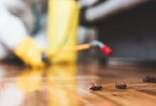 deratizare profesionala Buftea Compania DDD® Ilfov - Dezinsectie, Dezinfectie, Deratizare